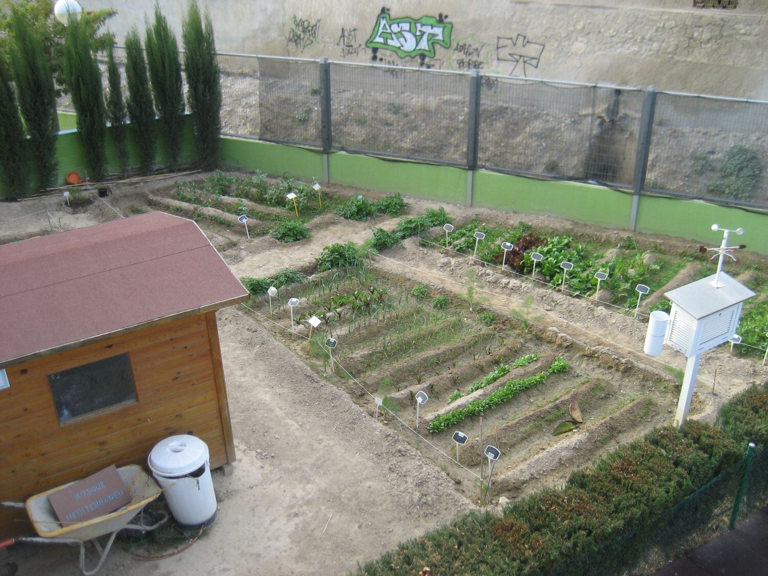 ¿Sabes plantar tomates? Se va a enseñar en el colegio